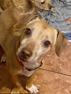 Louie, a ADOPTABLE mixed breed in Tampa, FL image 2/6