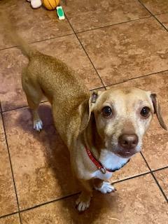 Louie, a ADOPTABLE mixed breed in Tampa, FL image 3/6