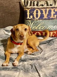 Louie, a ADOPTABLE mixed breed in Tampa, FL image 1/6