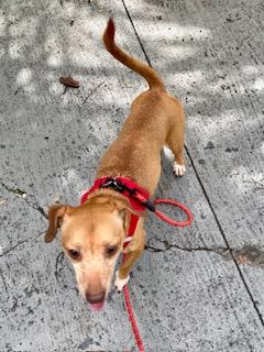 Louie, a ADOPTABLE mixed breed in Tampa, FL image 6/6