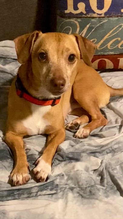 Enlarge Louie, a ADOPTABLE mixed breed in Tampa, FL video 5/6