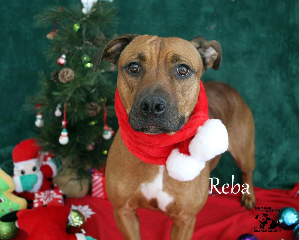 Enlarge Reba, a Adoptable mixed breed in Quincy, MI image 1/4