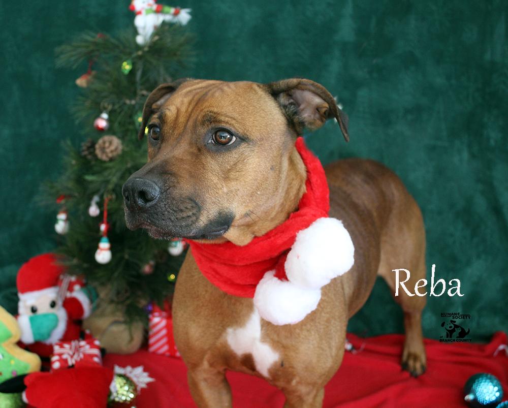 Enlarge Reba, a Adoptable mixed breed in Quincy, MI image 2/4