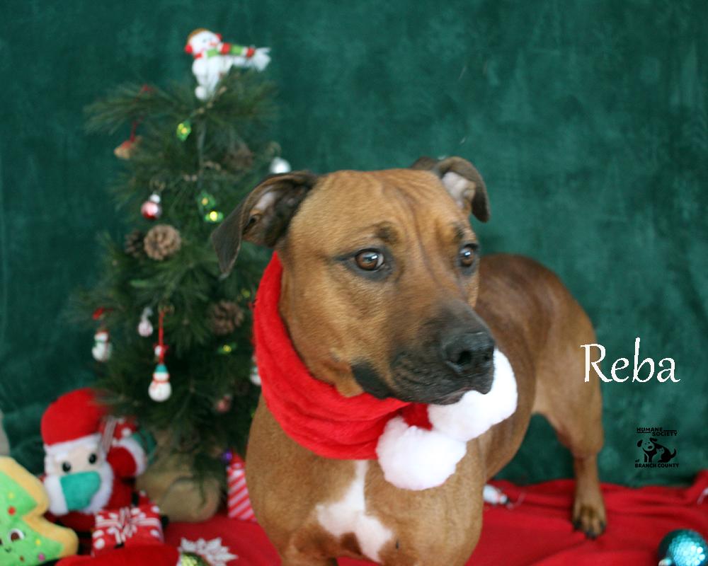 Enlarge Reba, a Adoptable mixed breed in Quincy, MI image 3/4