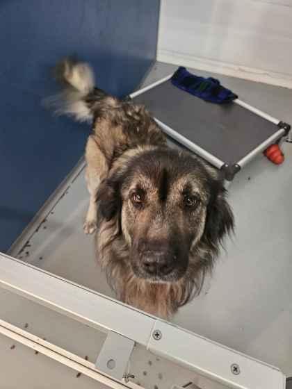 Enlarge Titan, a Adoptable mixed breed in Mount Pleasant, IA image 1/1