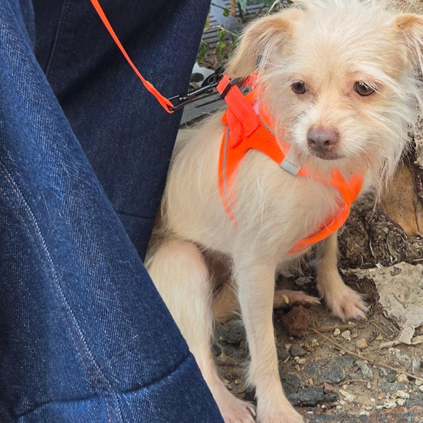 Enlarge Naomi, a Adoptable mixed breed in Chicago, IL image 2/5