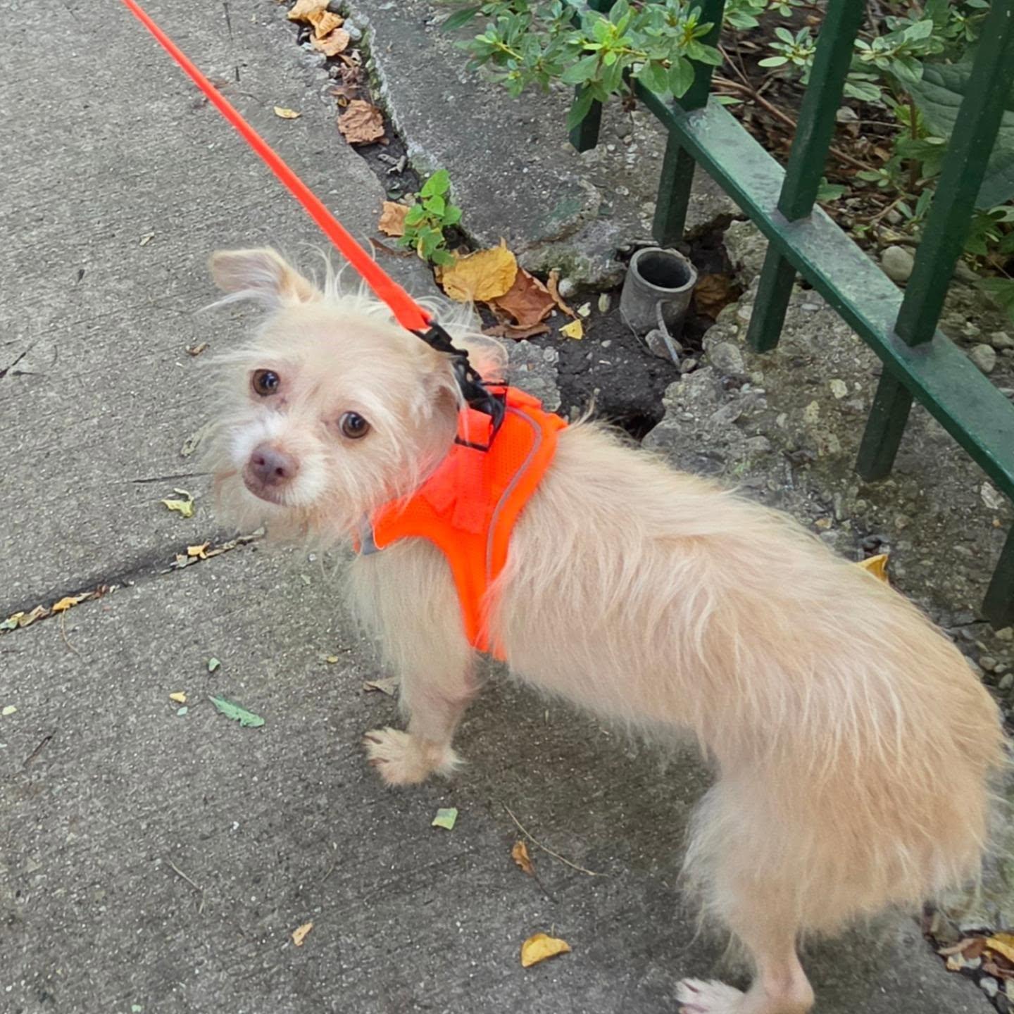 Enlarge Naomi, a Adoptable mixed breed in Chicago, IL image 4/5
