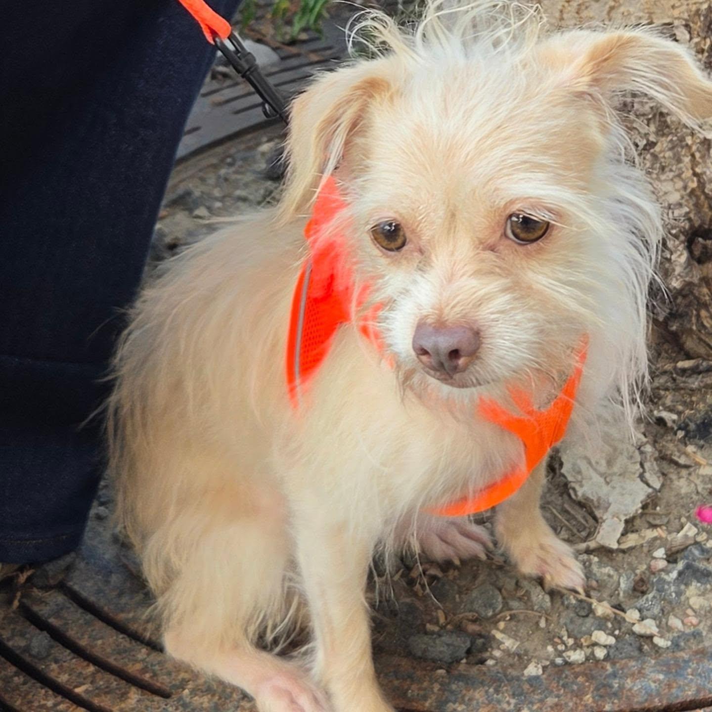 Enlarge Naomi, a Adoptable mixed breed in Chicago, IL image 1/5
