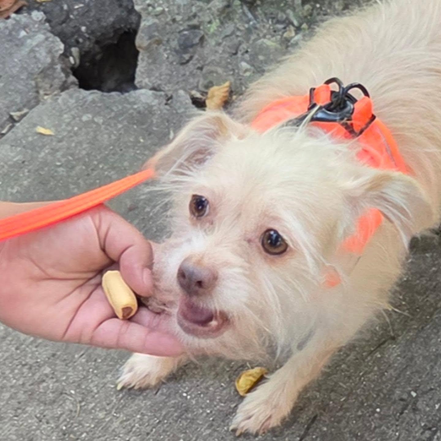 Enlarge Naomi, a Adoptable mixed breed in Chicago, IL image 5/5