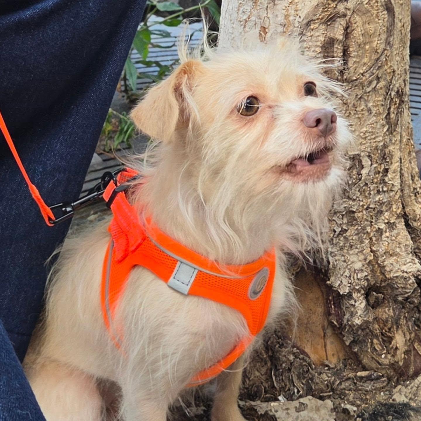 Enlarge Naomi, a Adoptable mixed breed in Chicago, IL image 3/5