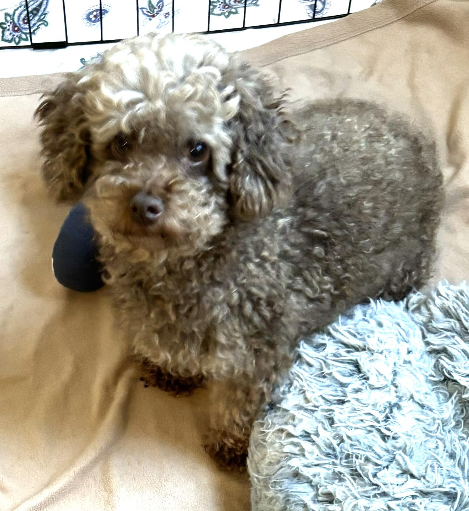 Enlarge Della 7648, an adoptable Miniature Poodle in Boca Raton, FL image 1/1