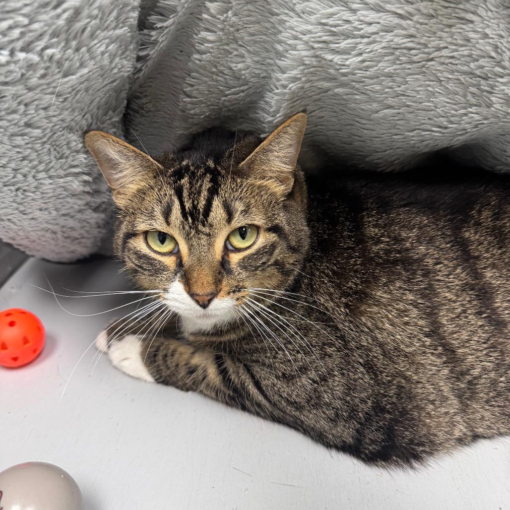 Reese's Pieces 29824, Adoptable, Adult Female Domestic Short Hair.