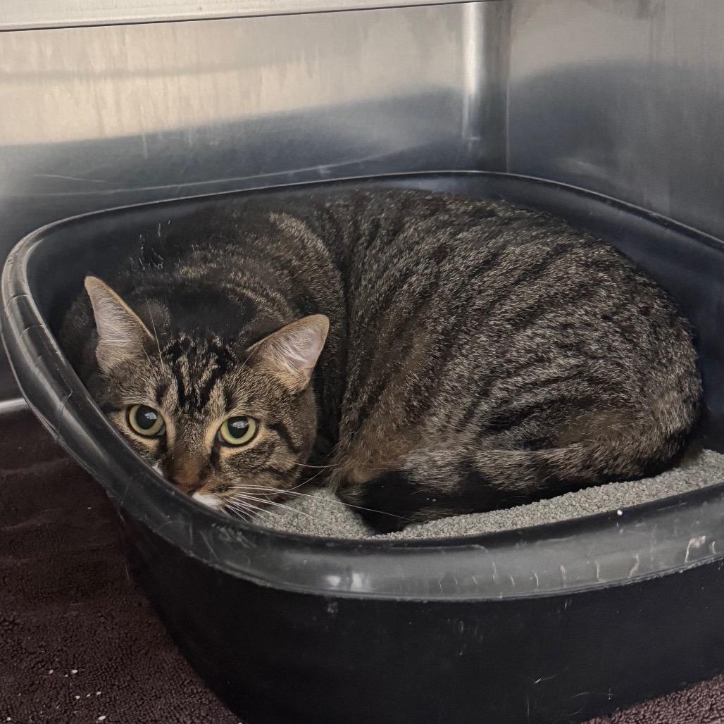 Enlarge Reese's Pieces 29824, a Adoptable Domestic Short Hair in Middleburg, FL image 2/2