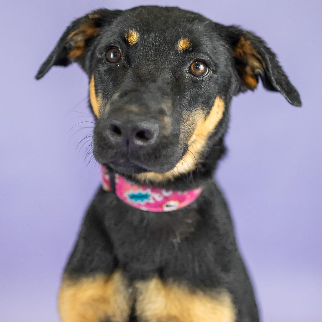 Enlarge Harper, a Adoptable Mixed Breed in Portland, OR image 2/4