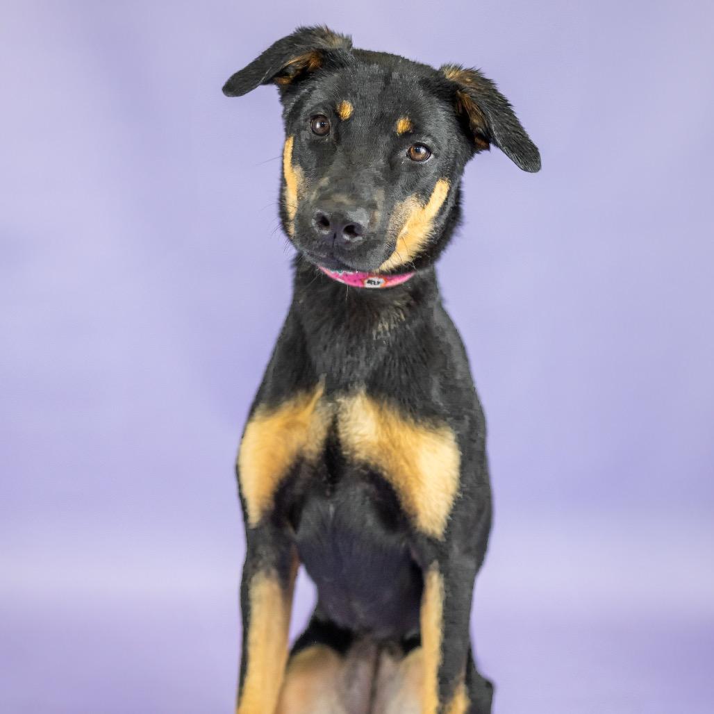 Enlarge Harper, a Adoptable Mixed Breed in Portland, OR image 3/4