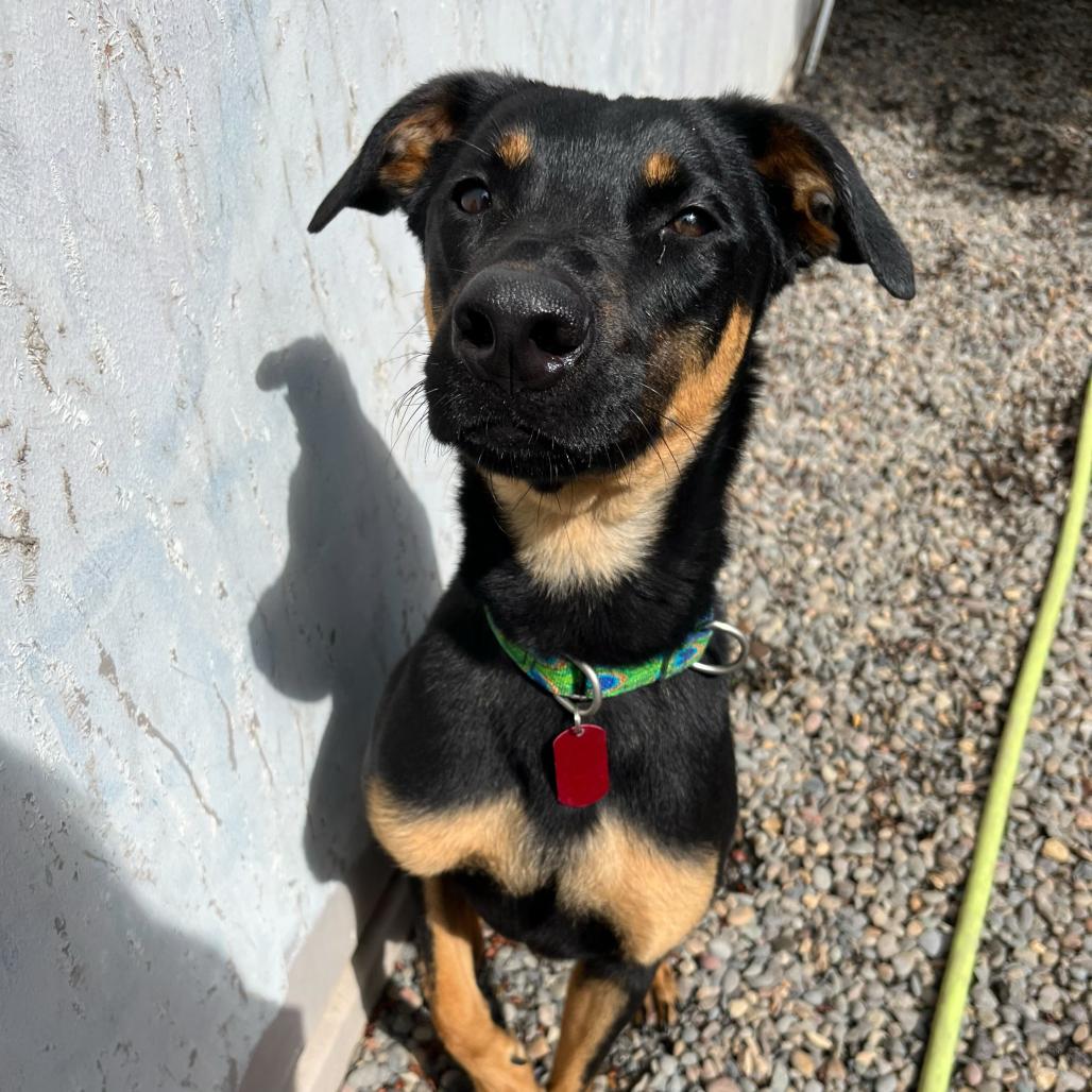 Harper, a Adoptable Mixed Breed in Portland, OR image 2/2