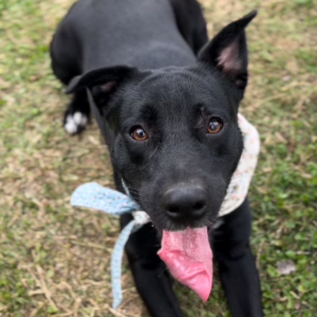 Chelsea — thumbnail 3