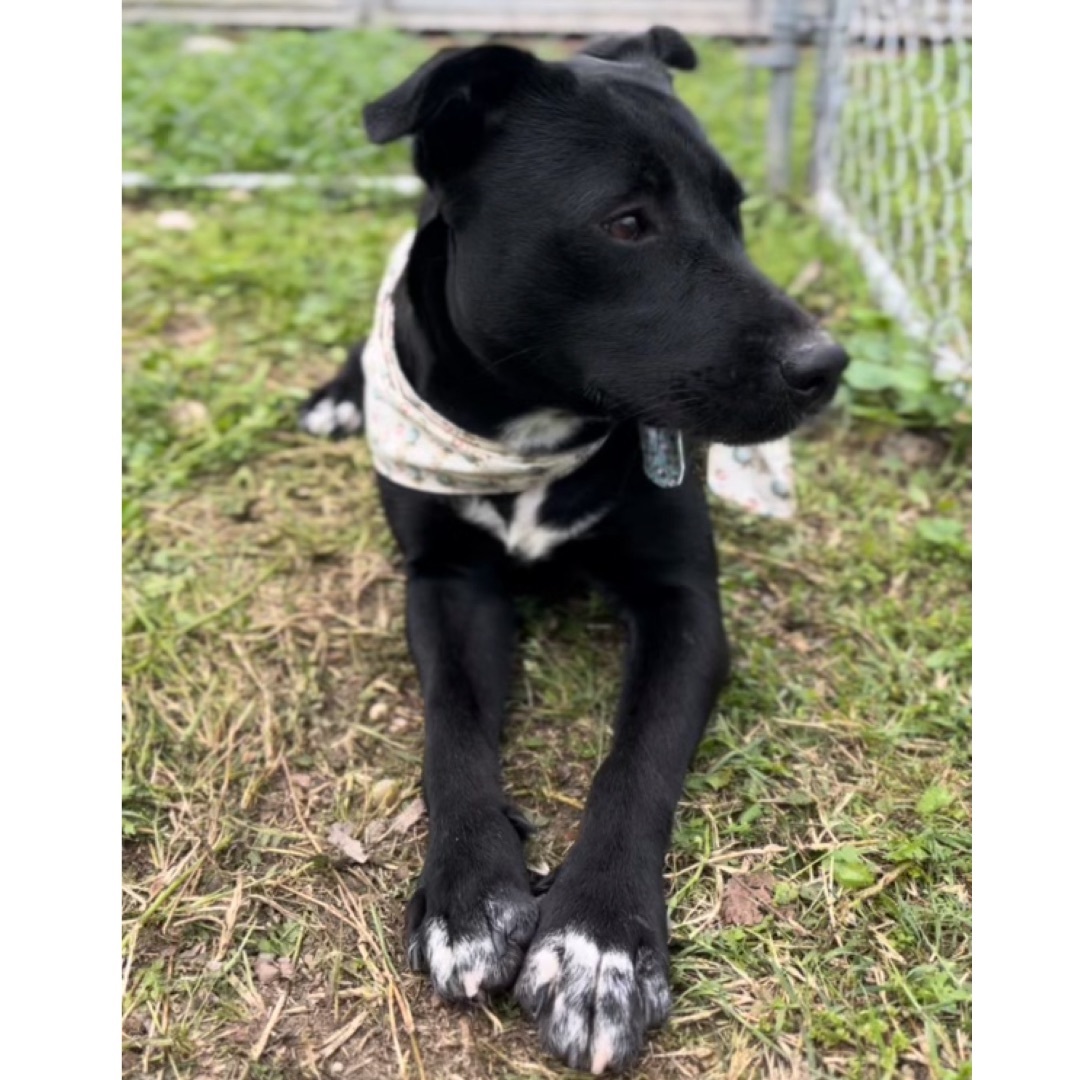 Chelsea — thumbnail 6