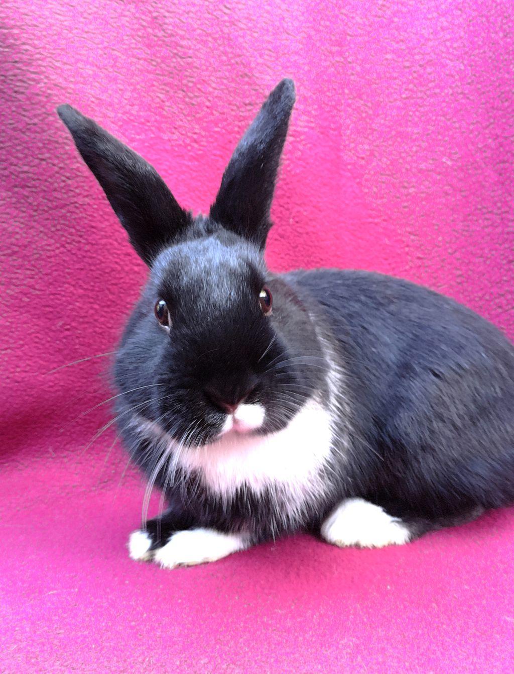 Enlarge Socks, a ADOPTABLE Dutch in Goleta, CA image 2/2