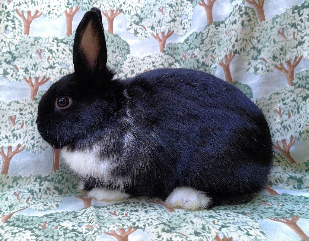 Enlarge Socks, a ADOPTABLE Dutch in Goleta, CA image 1/2