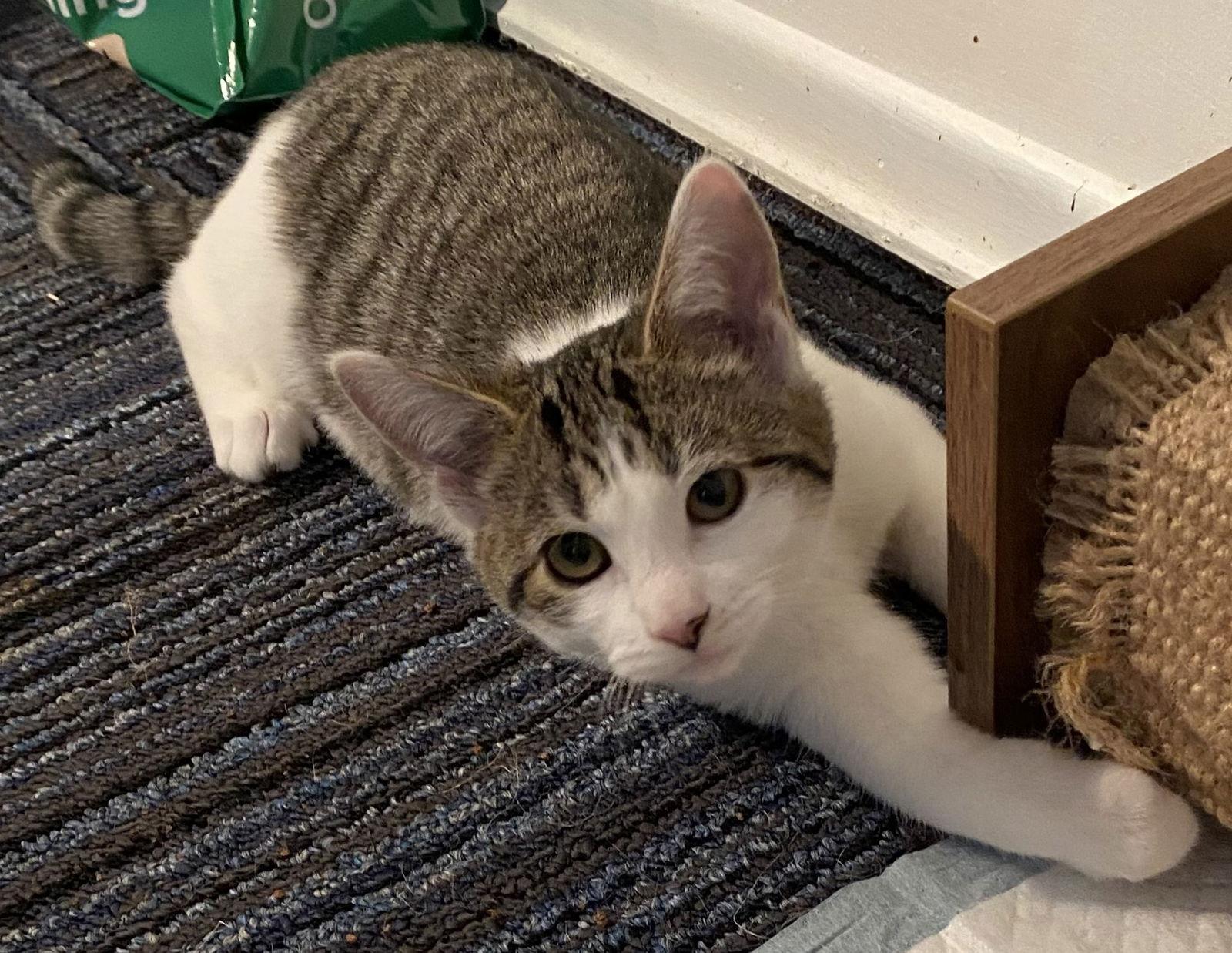 Enlarge Beth, a Adoptable Domestic Short Hair in Rochester, NY image 1/1