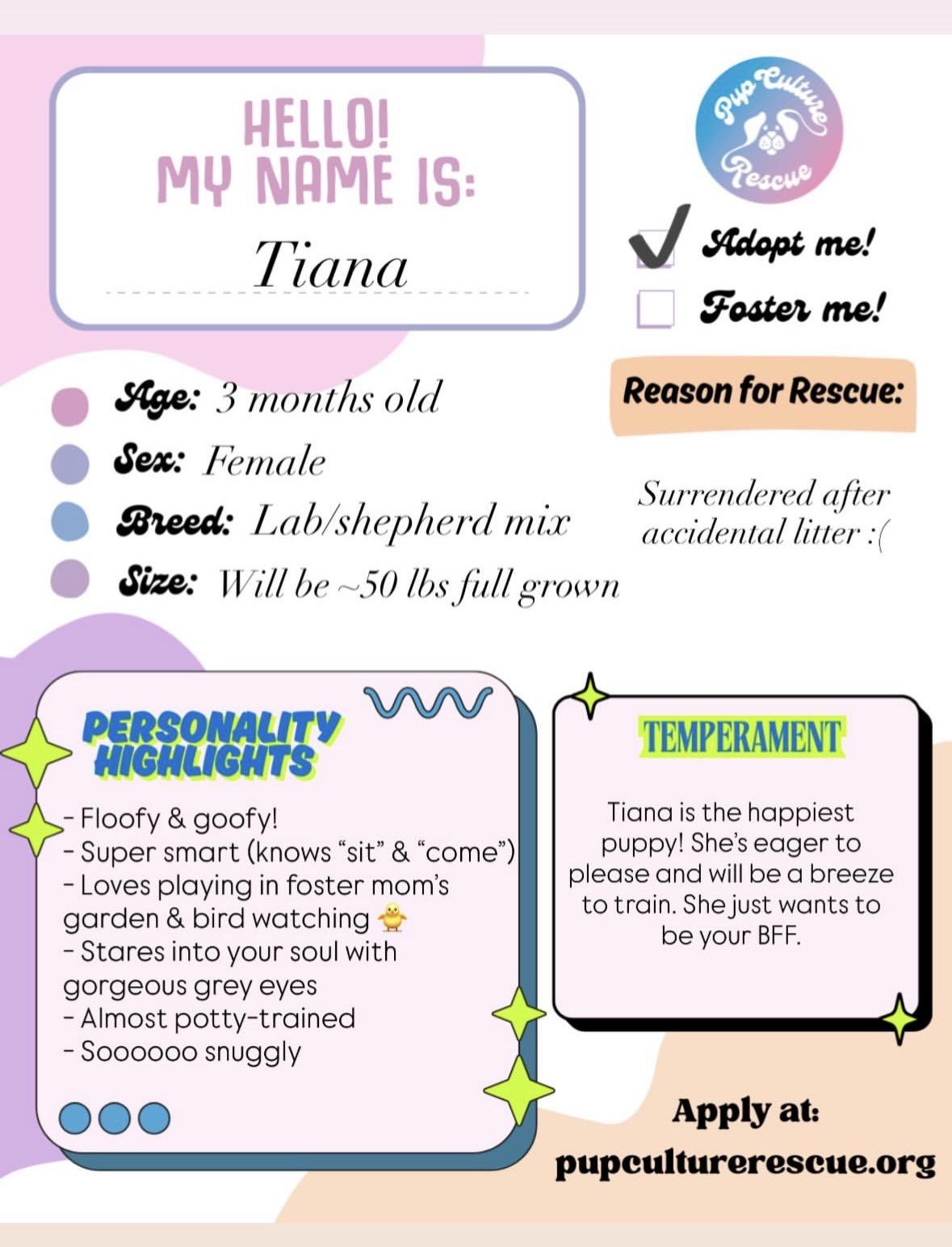 Enlarge Tiana, a Adoptable mixed breed in Pasadena, CA image 2/6