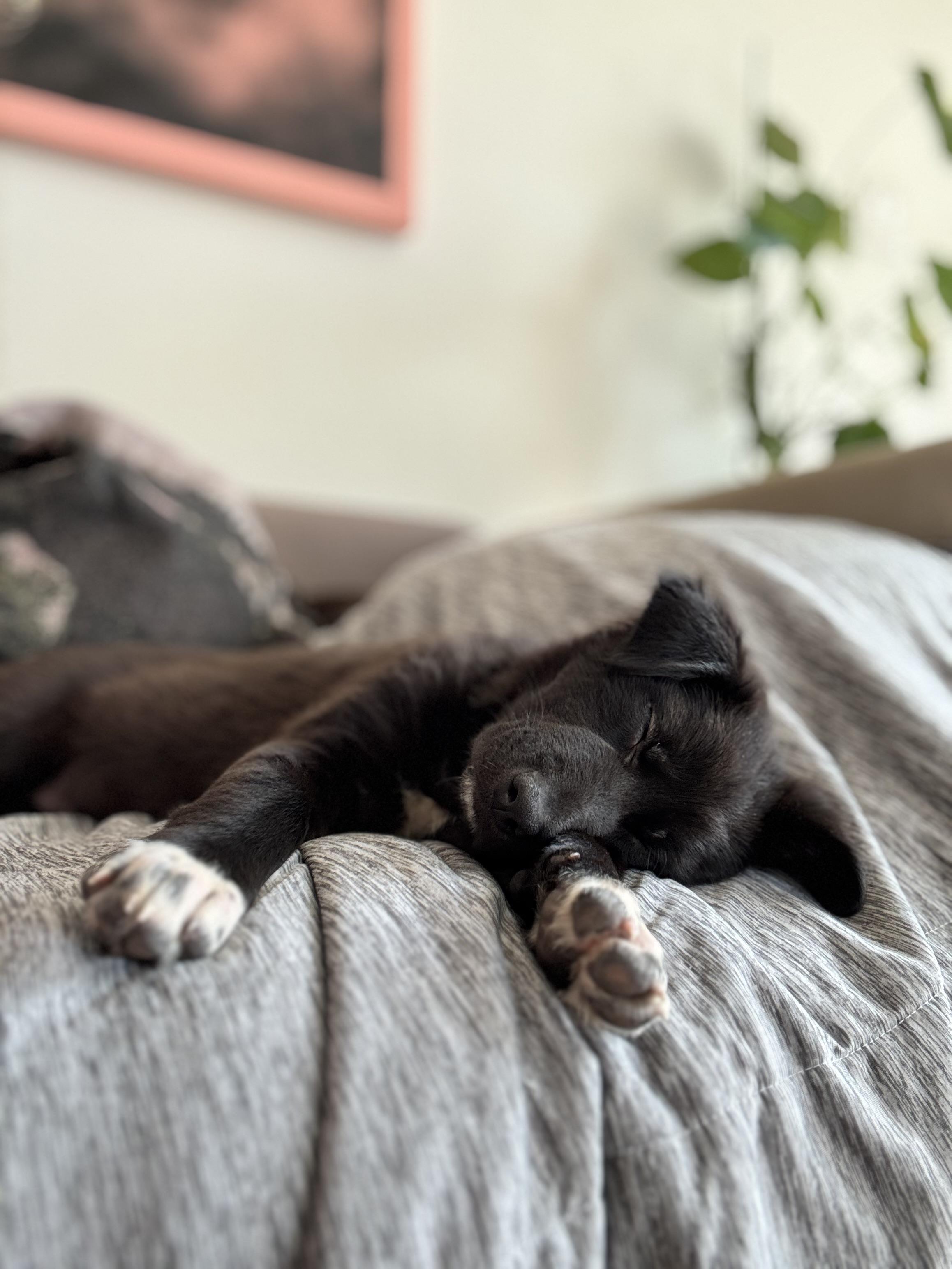 Enlarge Tiana, a Adoptable mixed breed in Pasadena, CA image 5/6