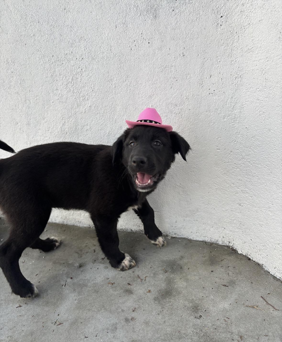 Enlarge Tiana, a Adoptable mixed breed in Pasadena, CA image 4/6