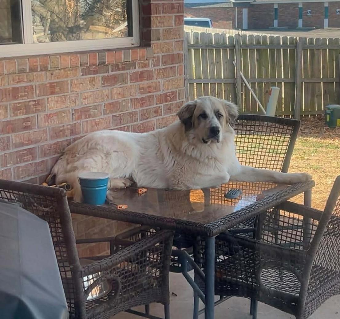 Enlarge Kong, a ADOPTABLE Great Pyrenees in Kiowa, OK image 3/6