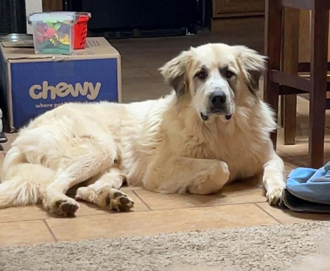 Enlarge Kong, a ADOPTABLE Great Pyrenees in Kiowa, OK image 5/6