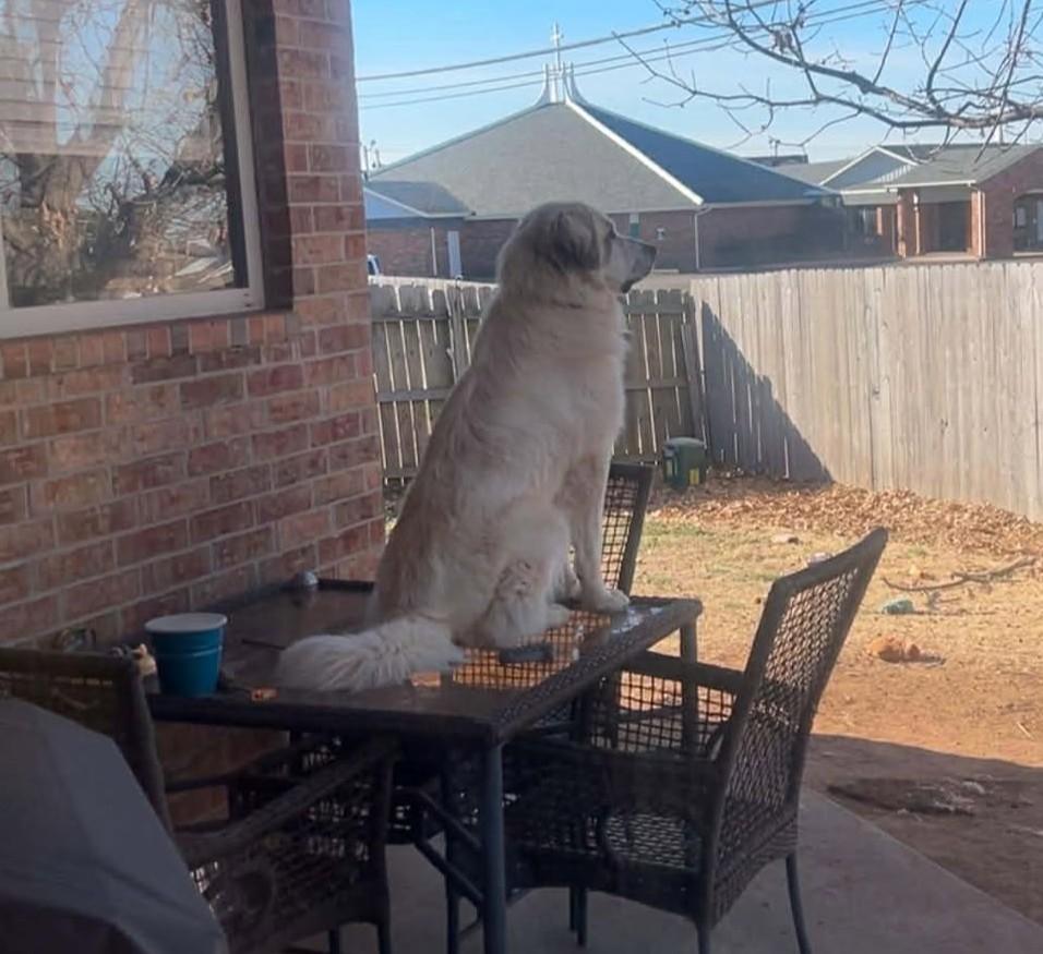 Enlarge Kong, a ADOPTABLE Great Pyrenees in Kiowa, OK image 6/6