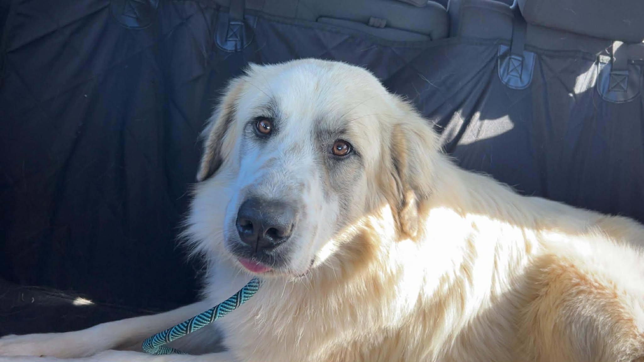 Enlarge Kong, a ADOPTABLE Great Pyrenees in Kiowa, OK image 2/6