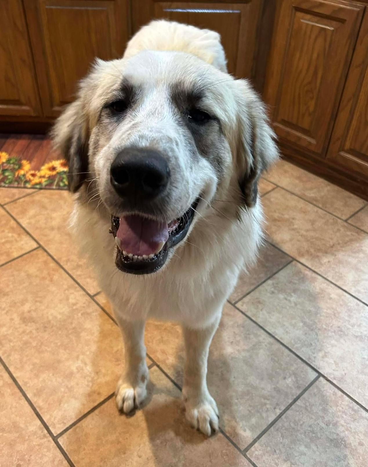 Enlarge Kong, a ADOPTABLE Great Pyrenees in Kiowa, OK image 1/6