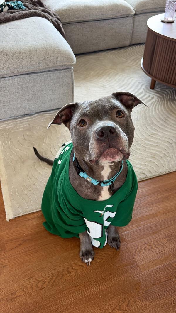 Sister, Adoptable, Adult Female Pit Bull Terrier.