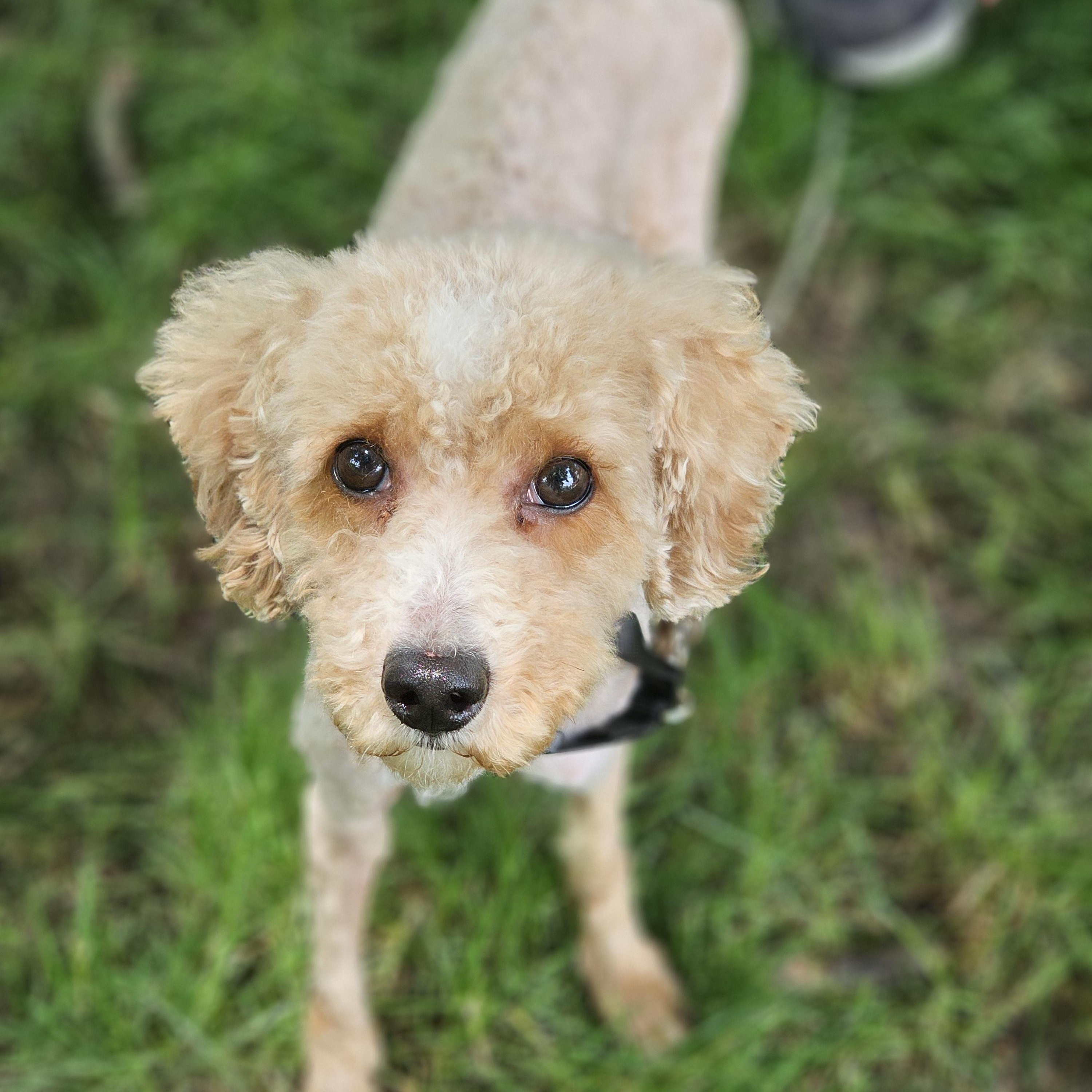 Enlarge Kinsley, an adopted Goldendoodle in O Fallon, IL image 2/6