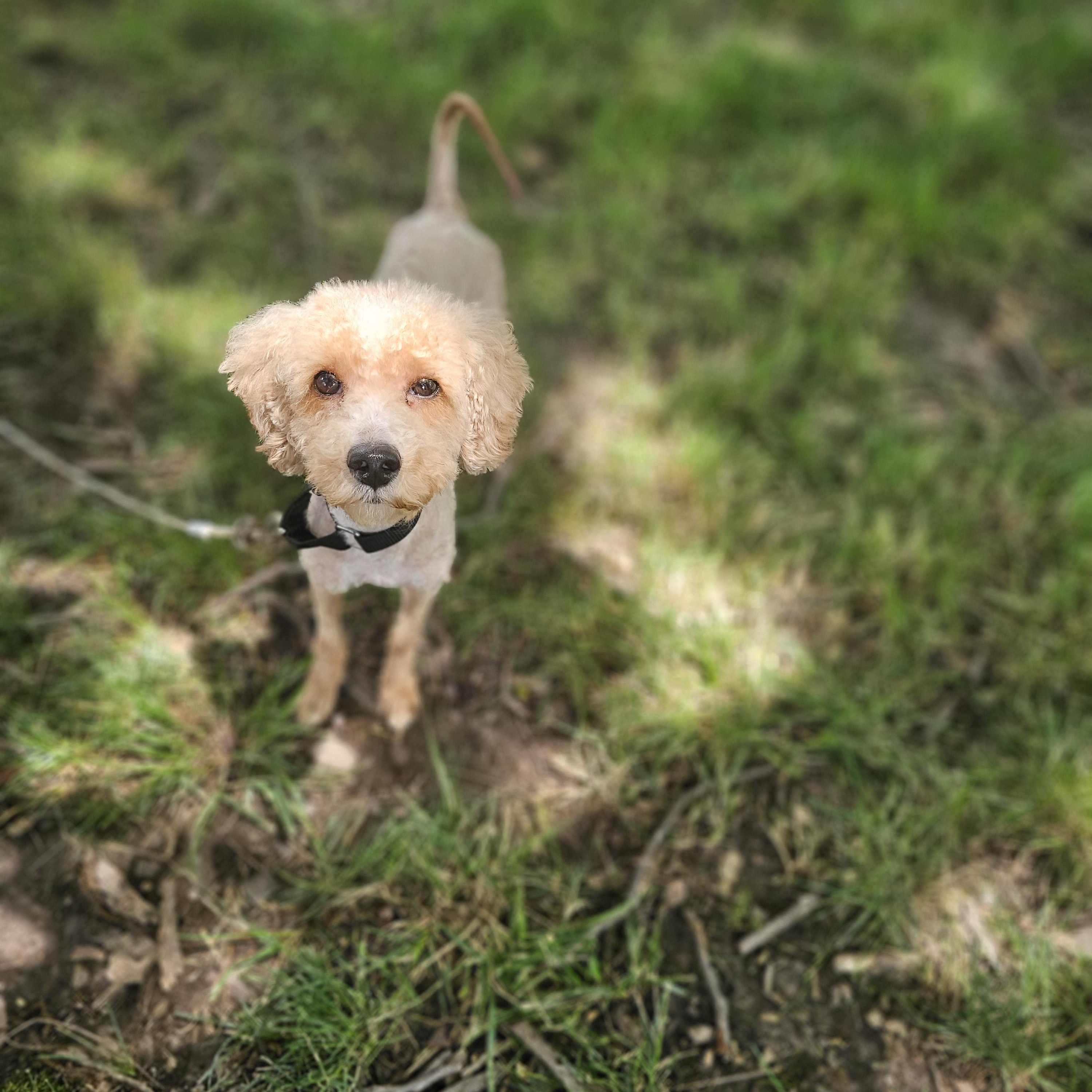 Kinsley, adopted, Adult Male Goldendoodle.