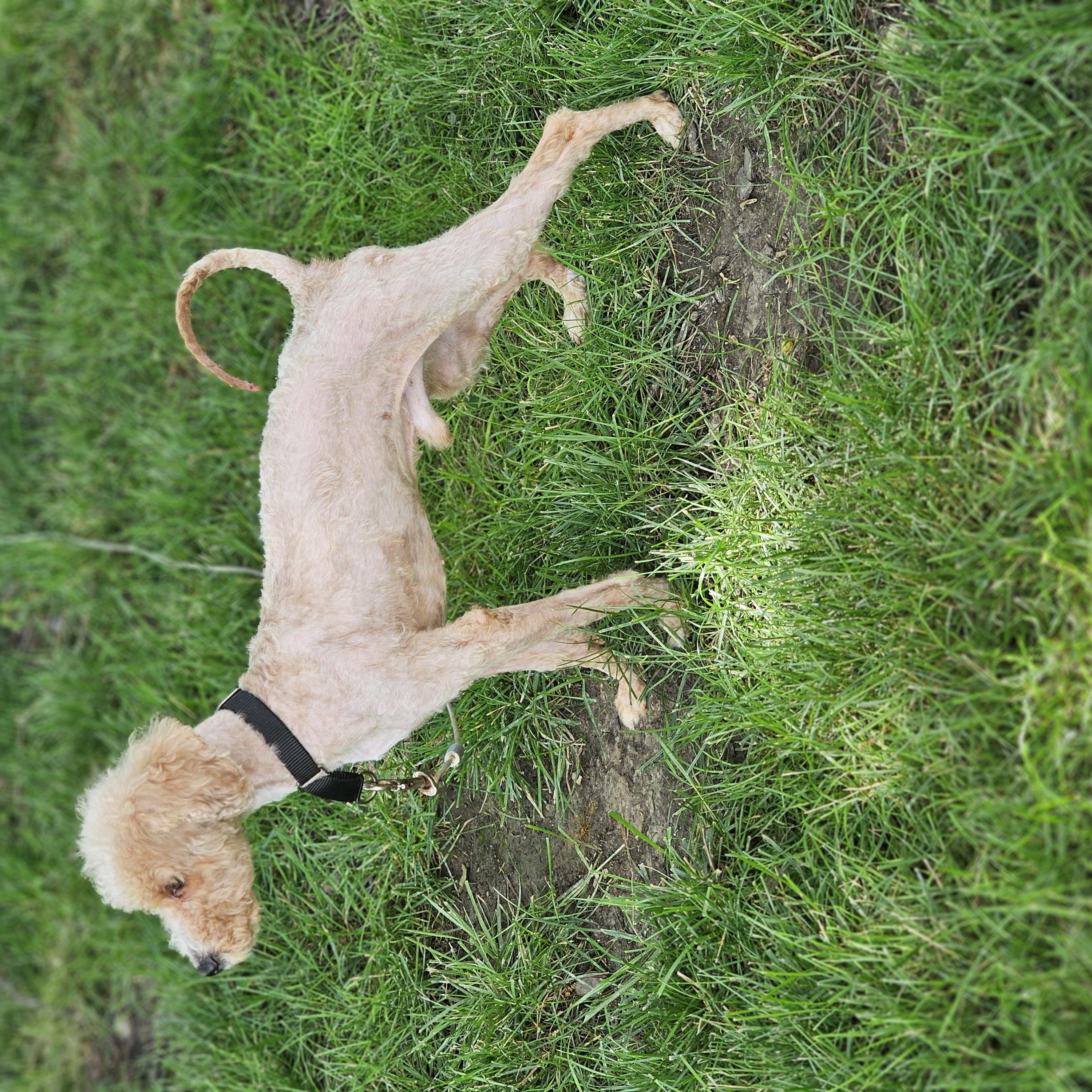 Enlarge Kinsley, an adopted Goldendoodle in O Fallon, IL image 3/6