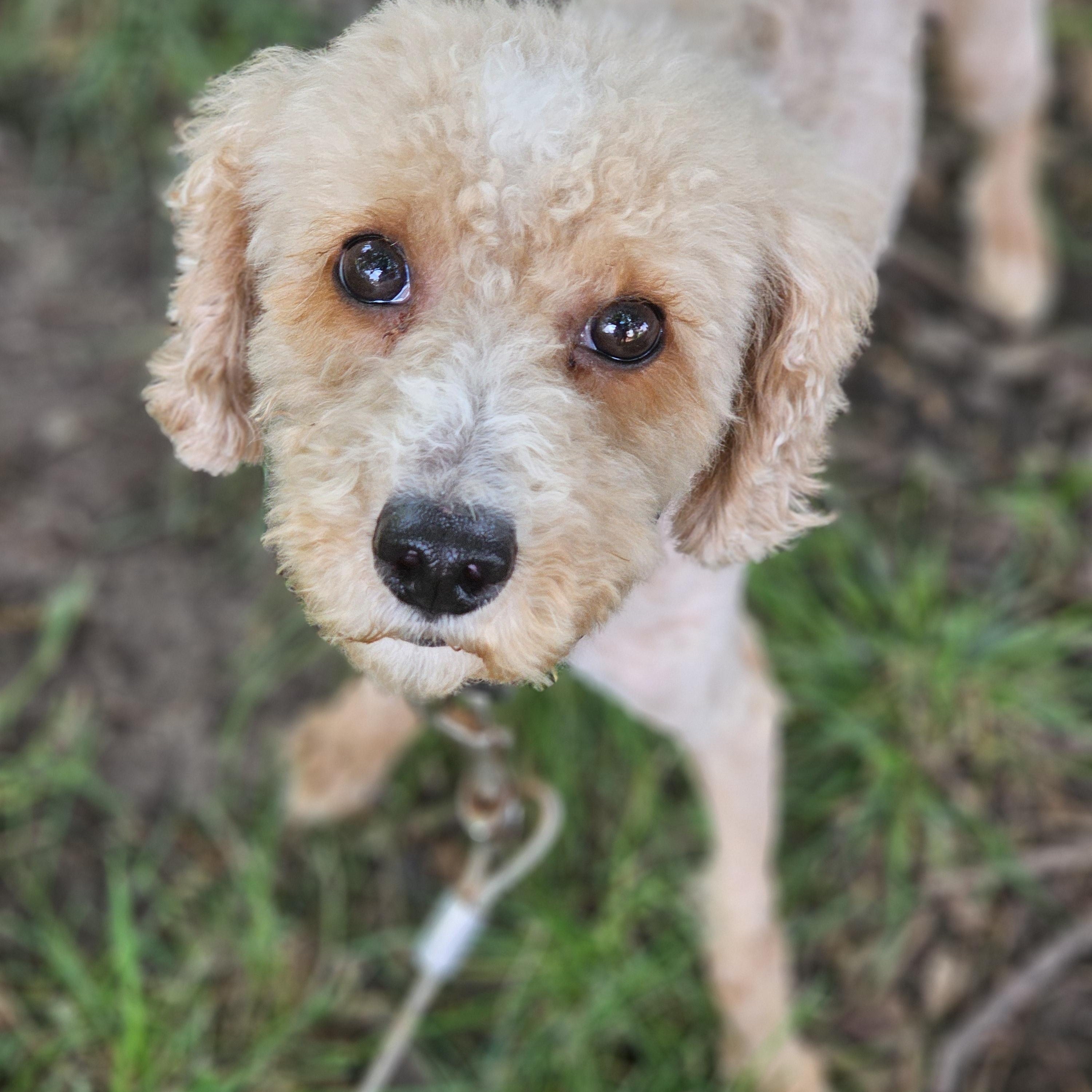 Enlarge Kinsley, an adopted Goldendoodle in O Fallon, IL image 6/6