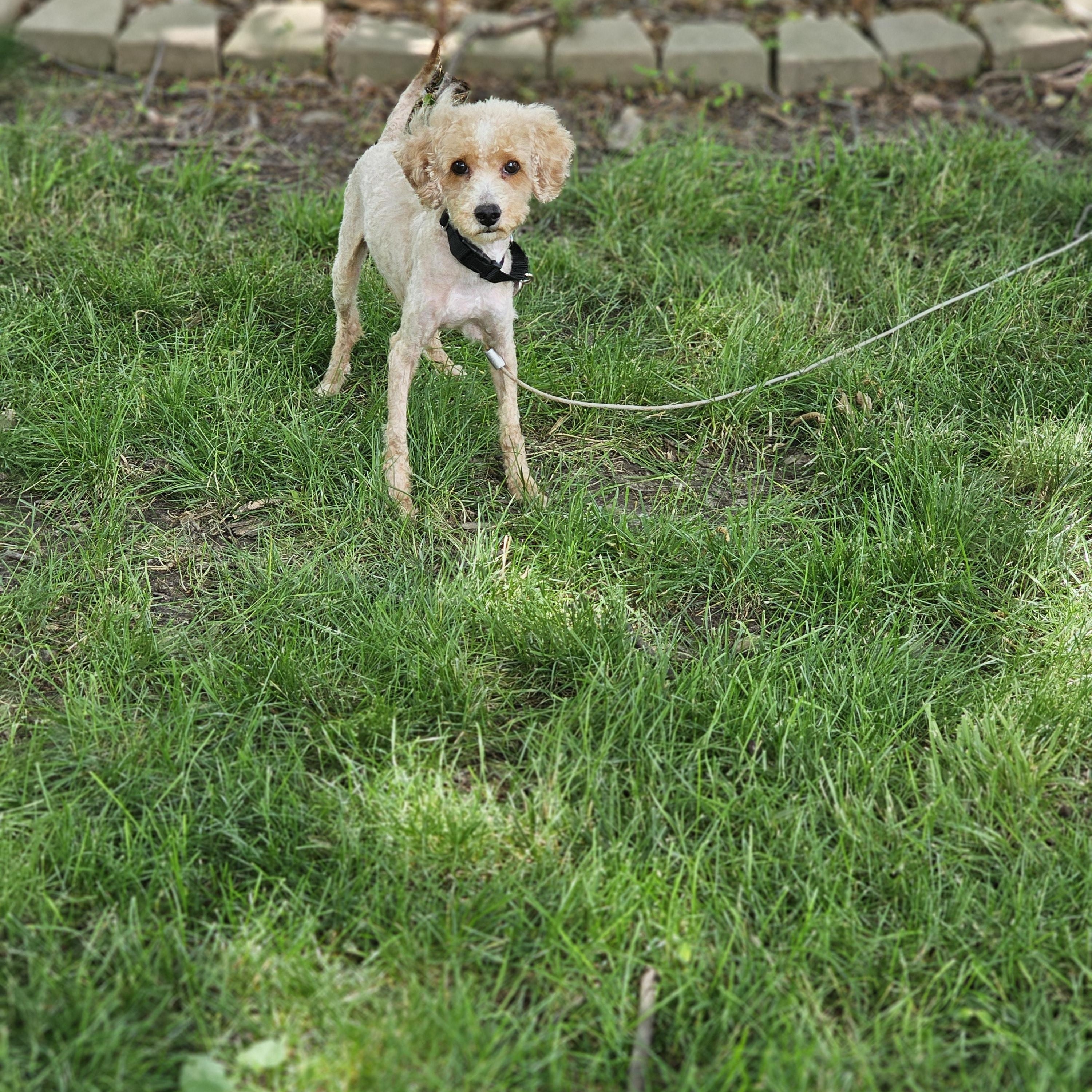Enlarge Kinsley, an adopted Goldendoodle in O Fallon, IL image 4/6