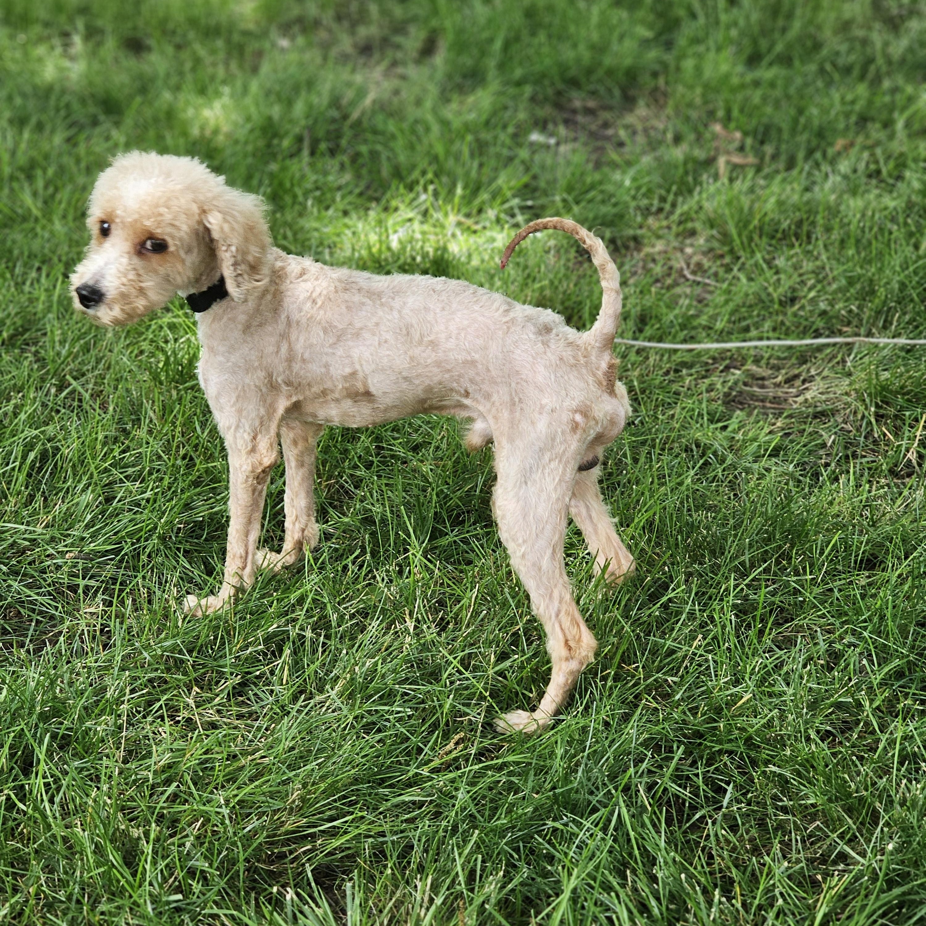 Enlarge Kinsley, an adopted Goldendoodle in O Fallon, IL image 5/6