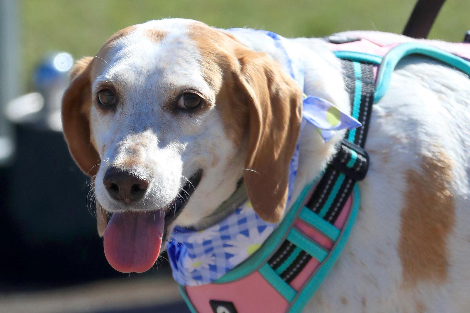 Esther II, Adoptable, Adult Female Treeing Walker Coonhound.
