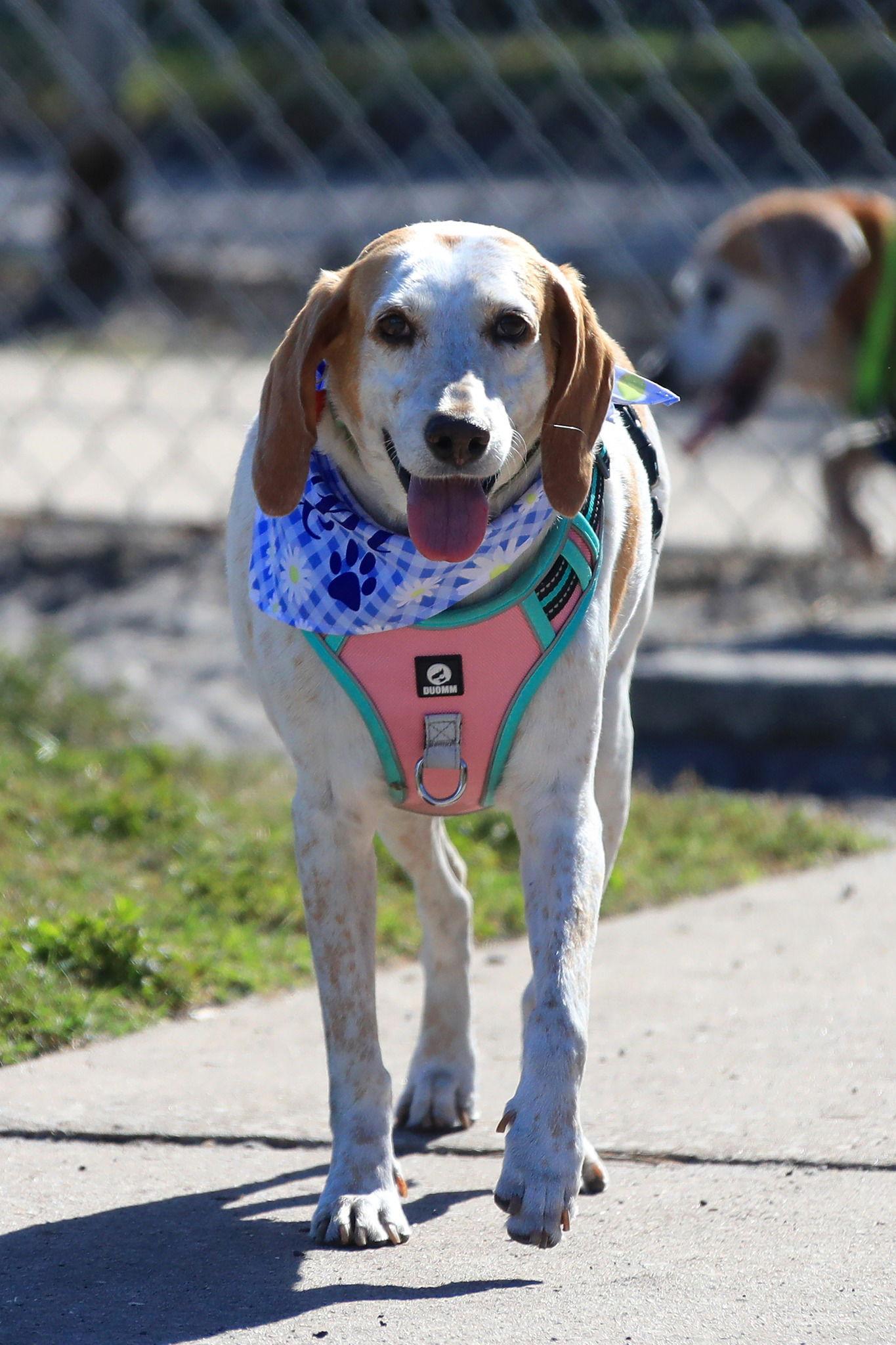 Enlarge Esther II, a Adoptable Treeing Walker Coonhound in Tampa, FL image 2/3
