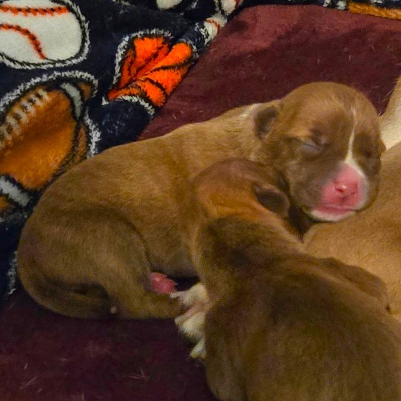 Enlarge CT Rigatoni avail Dec 27, a Adoptable mixed breed in Eastford, CT image 1/6