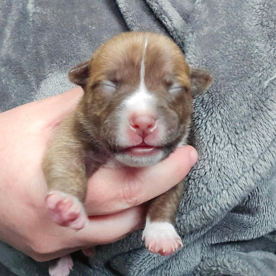 Enlarge CT Rigatoni avail Dec 27, a Adoptable mixed breed in Eastford, CT image 2/6