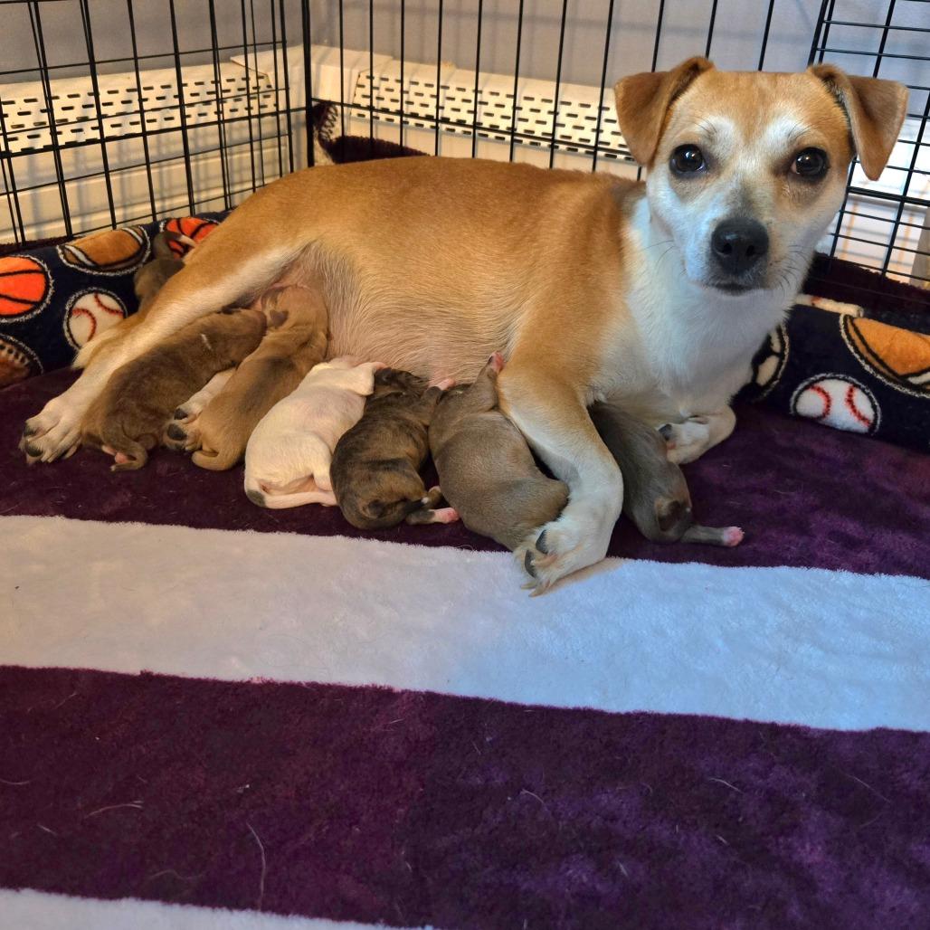 Enlarge CT Rigatoni avail Dec 27, a Adoptable mixed breed in Eastford, CT image 3/6