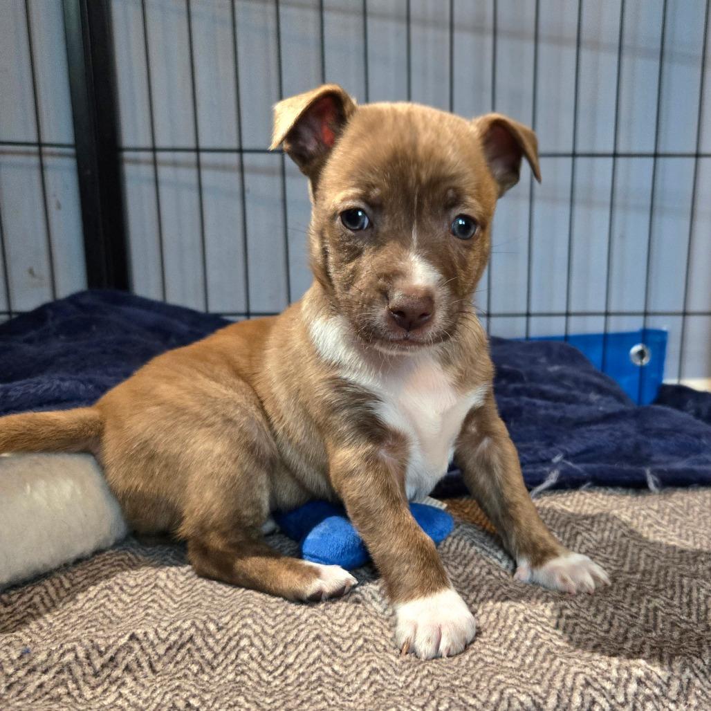 Enlarge CT Rigatoni avail Dec 27, a Adoptable mixed breed in Eastford, CT image 5/6