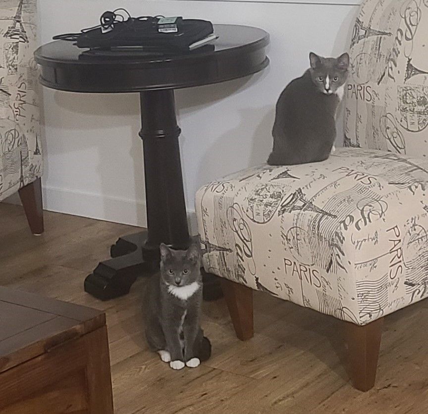 Armin & Erin *BONDED PAIR*, a Adoptable Domestic Short Hair in Puyallup, WA image 6/6