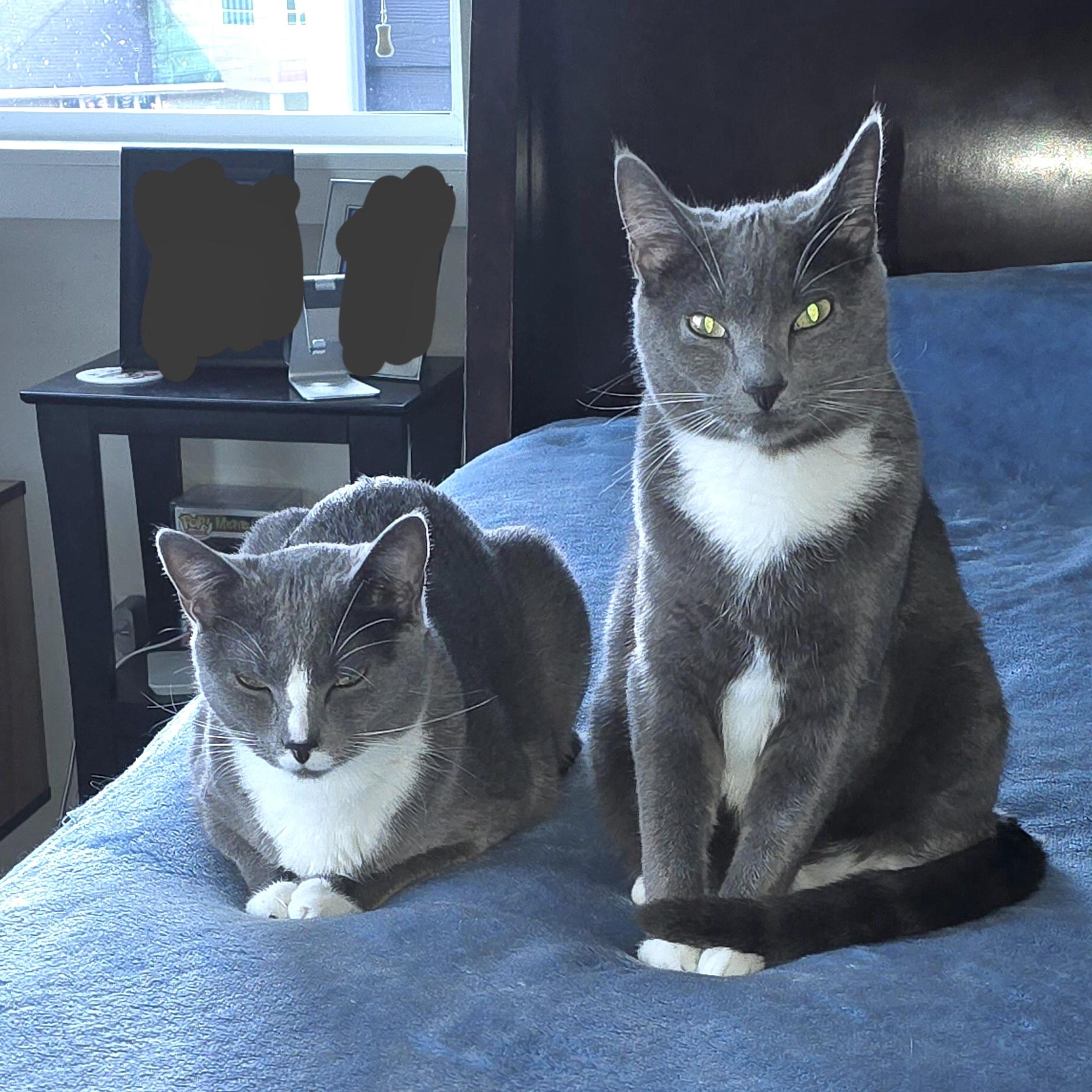 Armin & Erin *BONDED PAIR*, Adoptable, Kitten Male Domestic Short Hair.