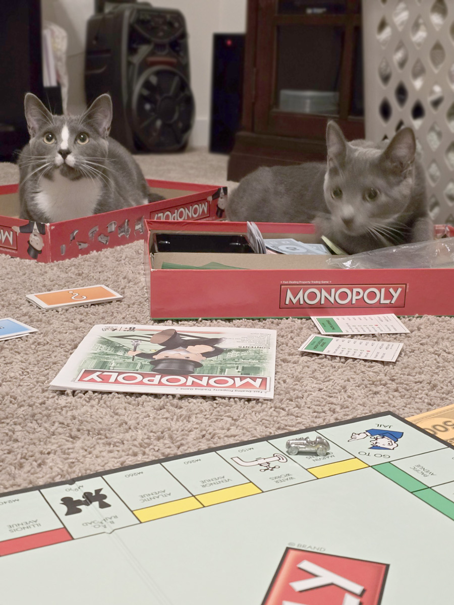 Armin & Erin *BONDED PAIR*, a Adoptable Domestic Short Hair in Puyallup, WA image 2/6