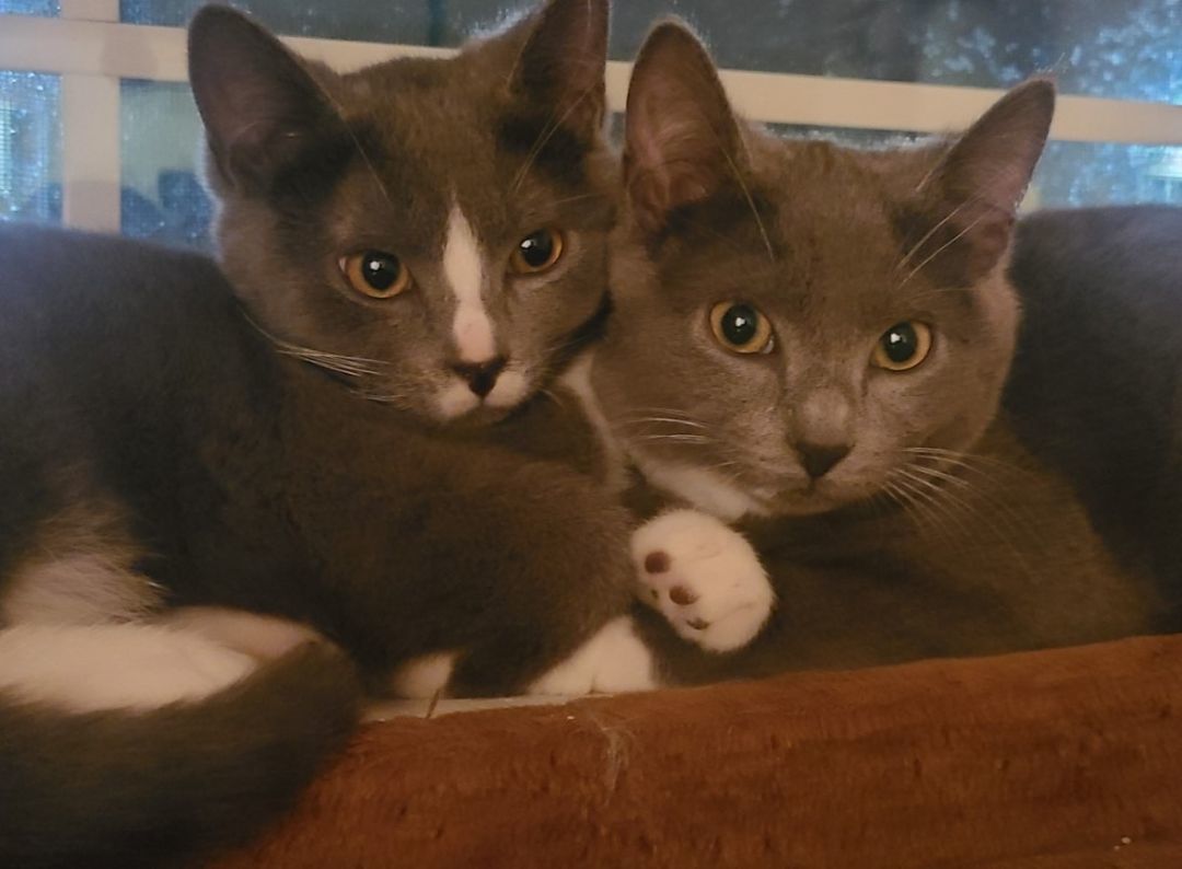 Armin & Erin *BONDED PAIR*, a Adoptable Domestic Short Hair in Puyallup, WA image 5/6